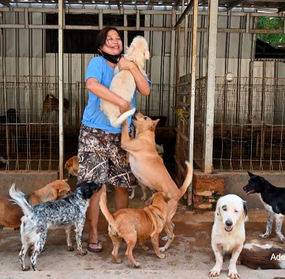 Doctora en Indonesia ha rescatado a más de 1000 perros sin hogar 1 Mujer y perros
