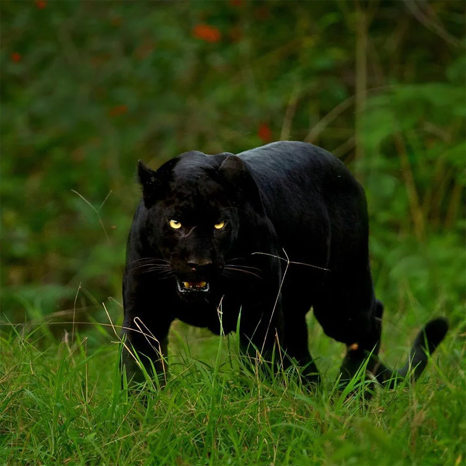 Leopardo y pantera en estado salvaje son captados juntos en estas asombrosas fotos 1 Mundo salvaje