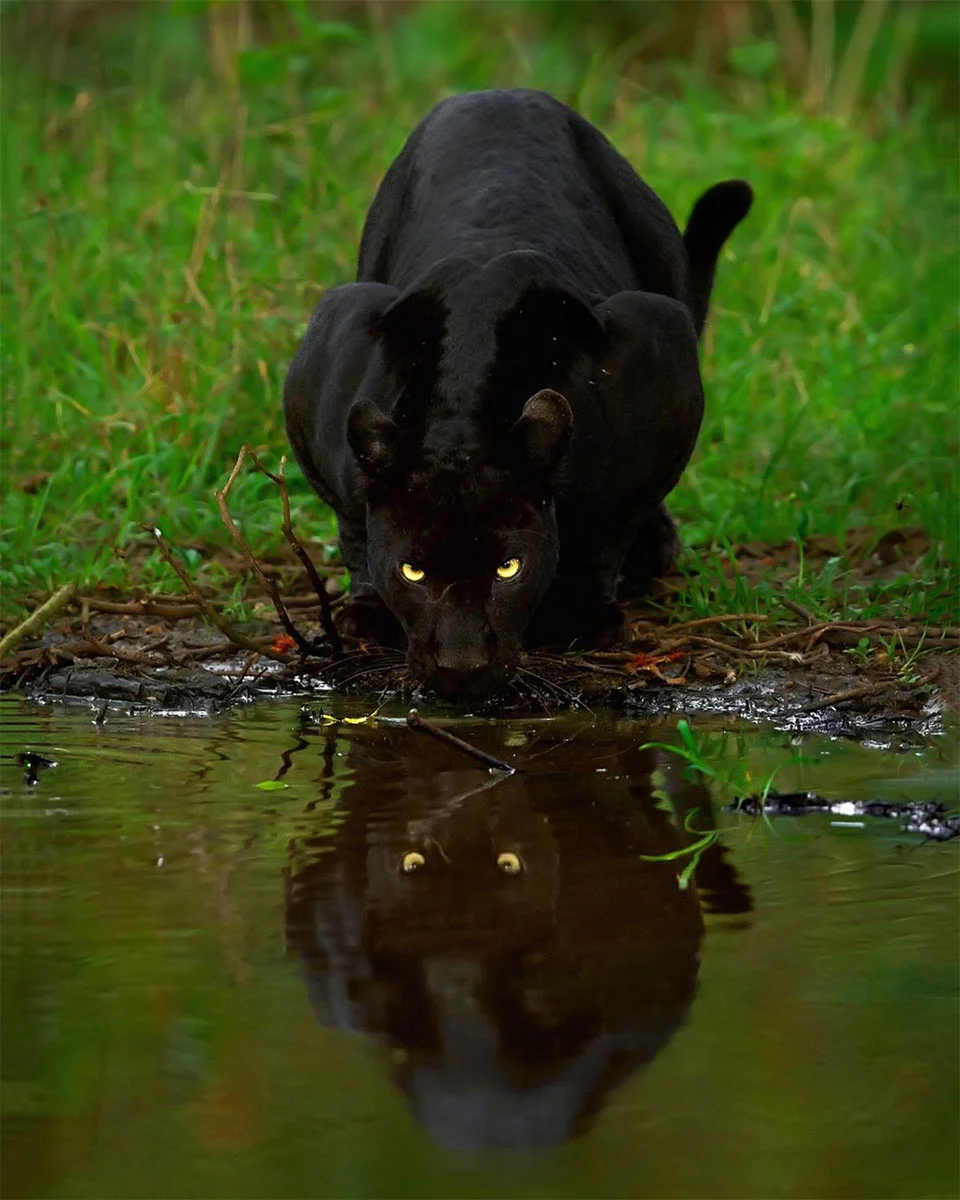 Leopardo y pantera en estado salvaje son captados juntos en estas asombrosas fotos 8 Pantera tomando agua