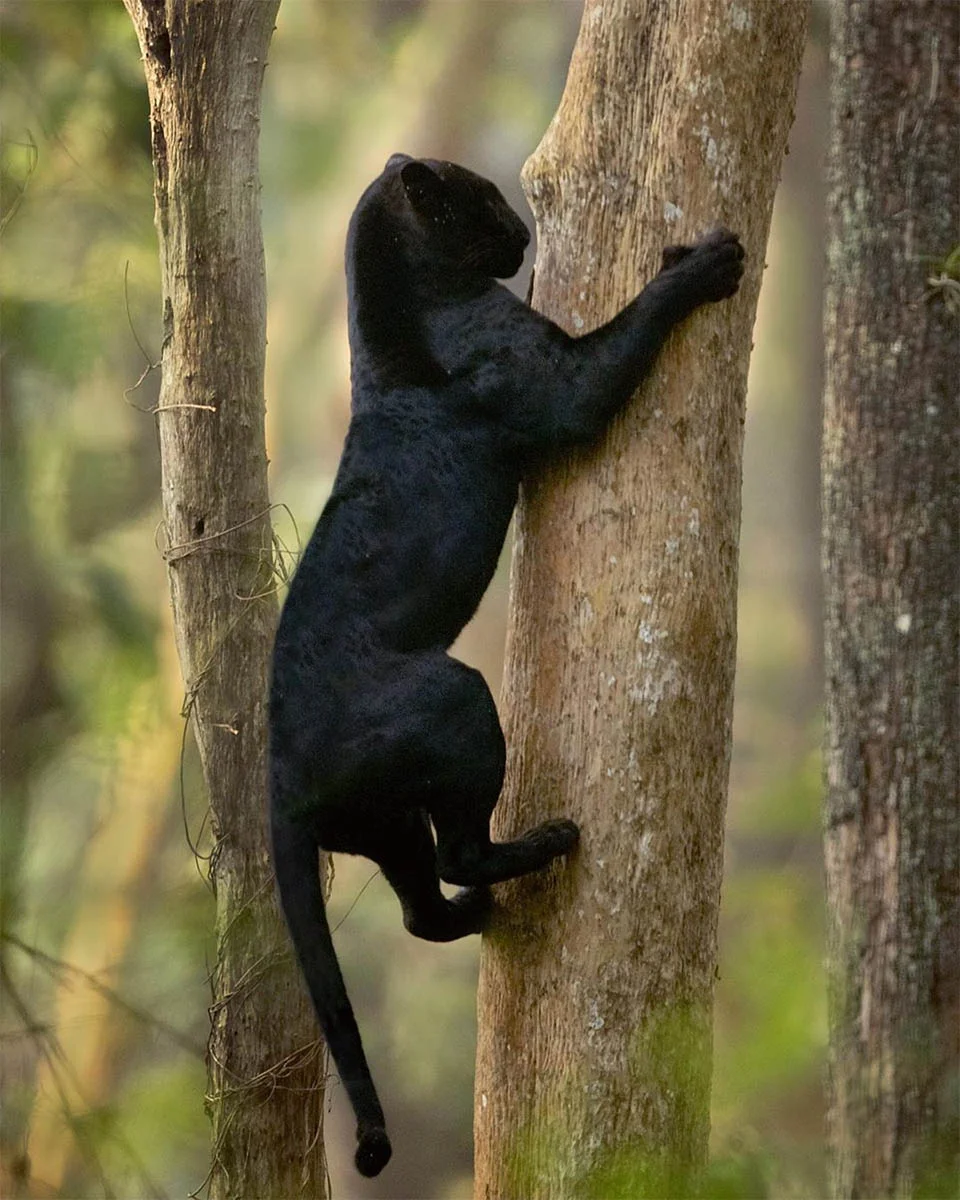 Leopardo y pantera en estado salvaje son captados juntos en estas asombrosas fotos 10 Pantera trepando árbol
