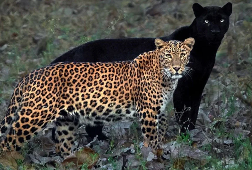 Leopardo y pantera en estado salvaje son captados juntos en estas asombrosas fotos 11 Pareja leopardo y pantera
