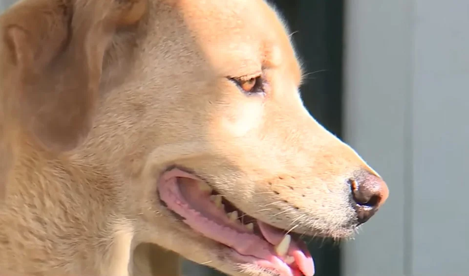 Perro perdido caminó 50 millas hasta su anterior hogar dejando a su familia sin palabras 2 Perfil de Cleo