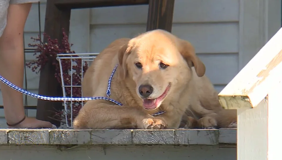 Perro perdido caminó 50 millas hasta su anterior hogar dejando a su familia sin palabras 1 Perrita fue encontrada