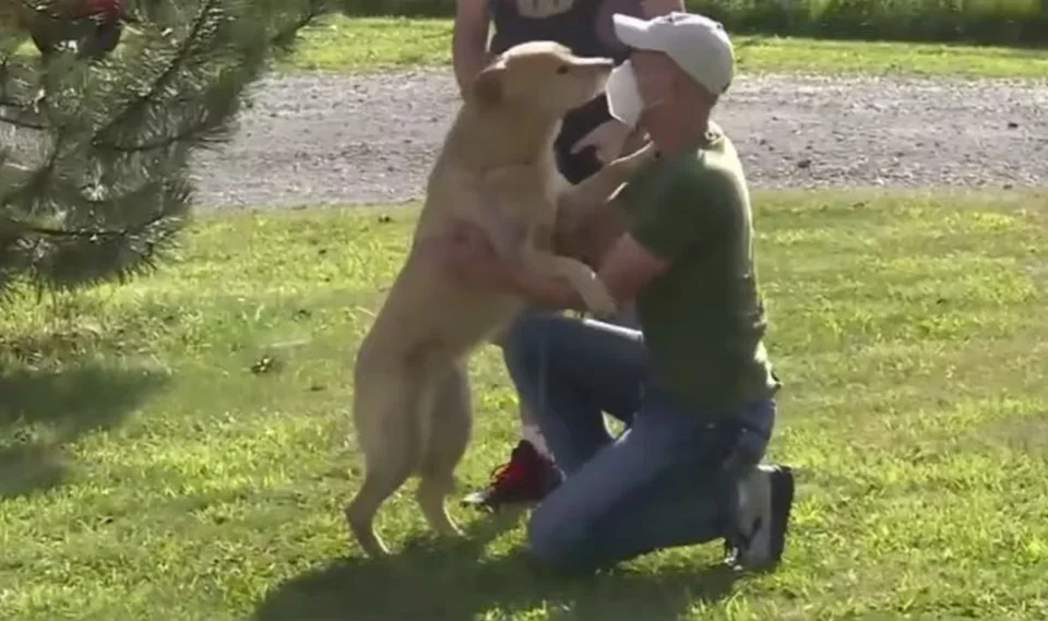 Perro perdido caminó 50 millas hasta su anterior hogar dejando a su familia sin palabras 6 Perrita saluda