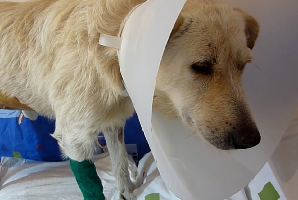 Perro sin hogar con cáncer solo quería ser abrazado luego de ser rescatado 11 Perrito en tratamiento