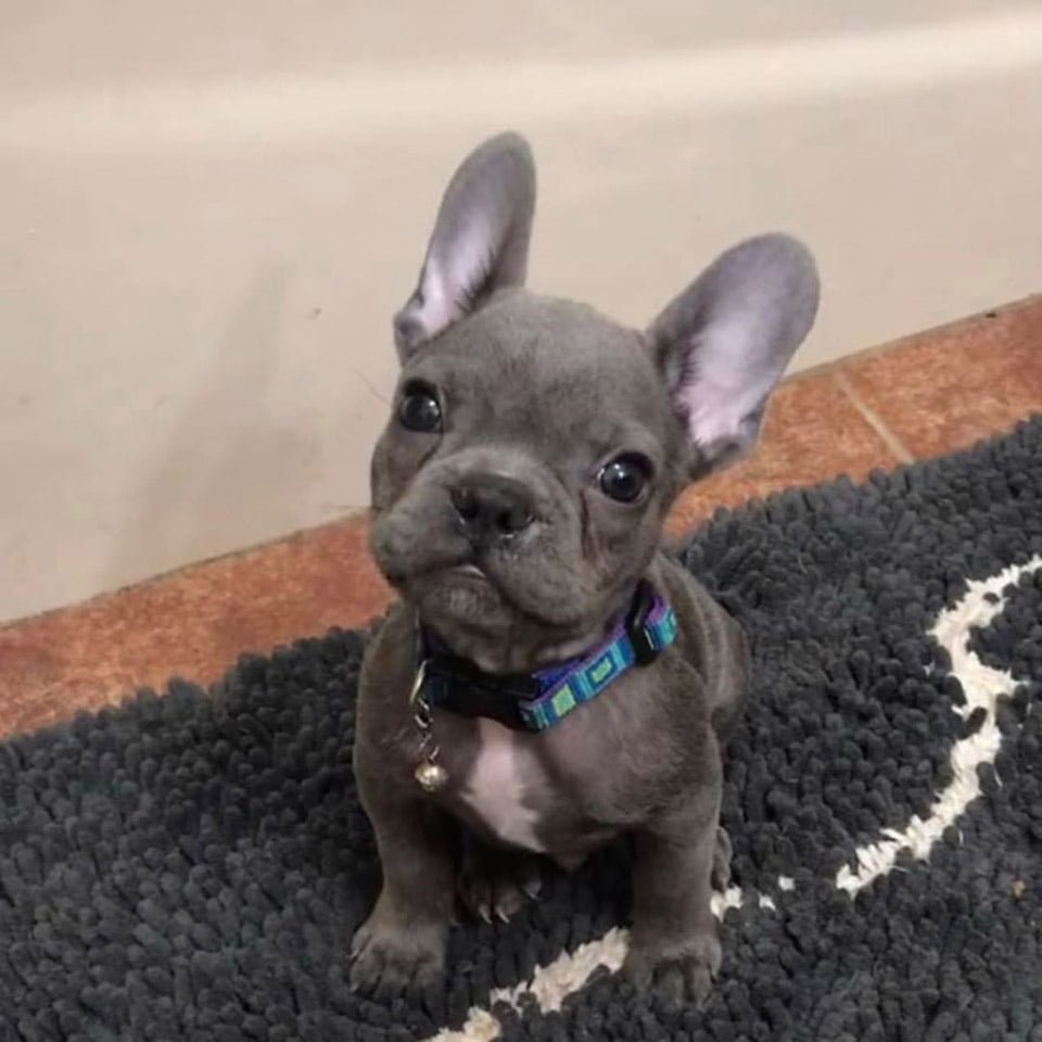 Pequeño bulldog francés con paladar hendido fue rescatado y tiene un hermano como él 9 Perrito llamado Boo