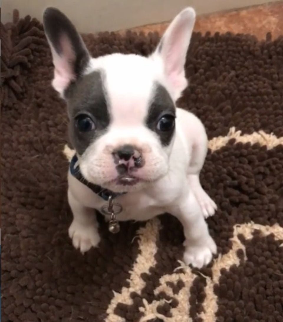 Pequeño bulldog francés con paladar hendido fue rescatado y tiene un hermano como él 10 Perrito llamado Po
