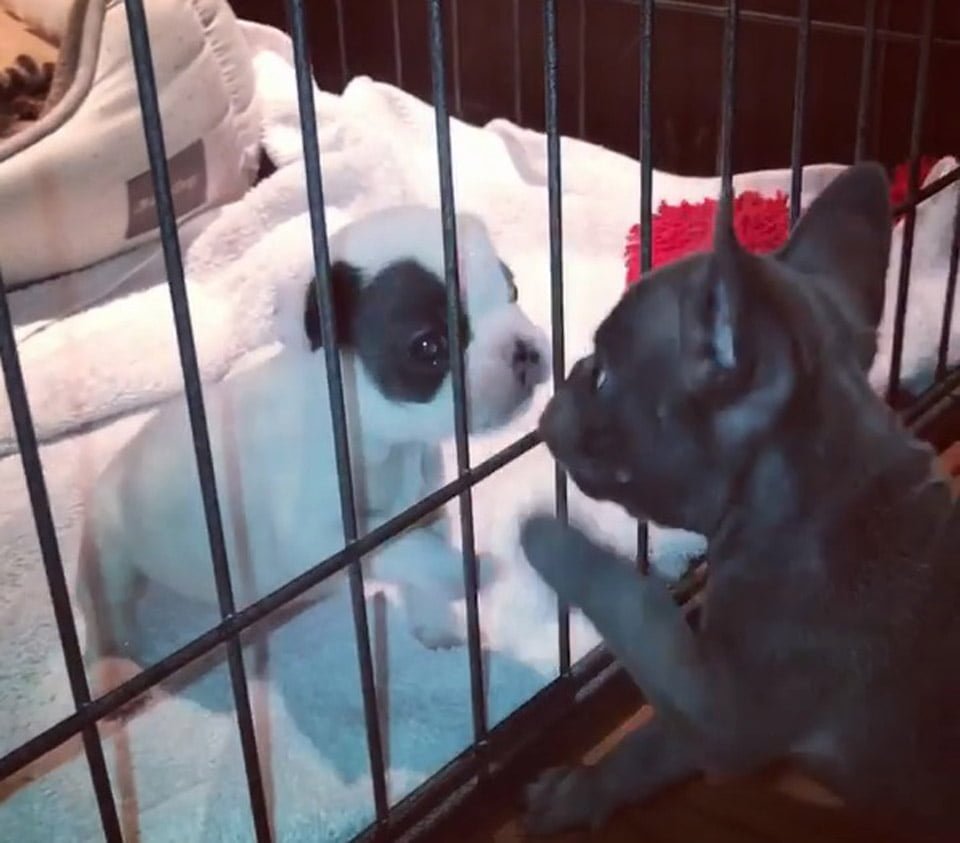 Pequeño bulldog francés con paladar hendido fue rescatado y tiene un hermano como él 11 Perritos juegan entre jaula