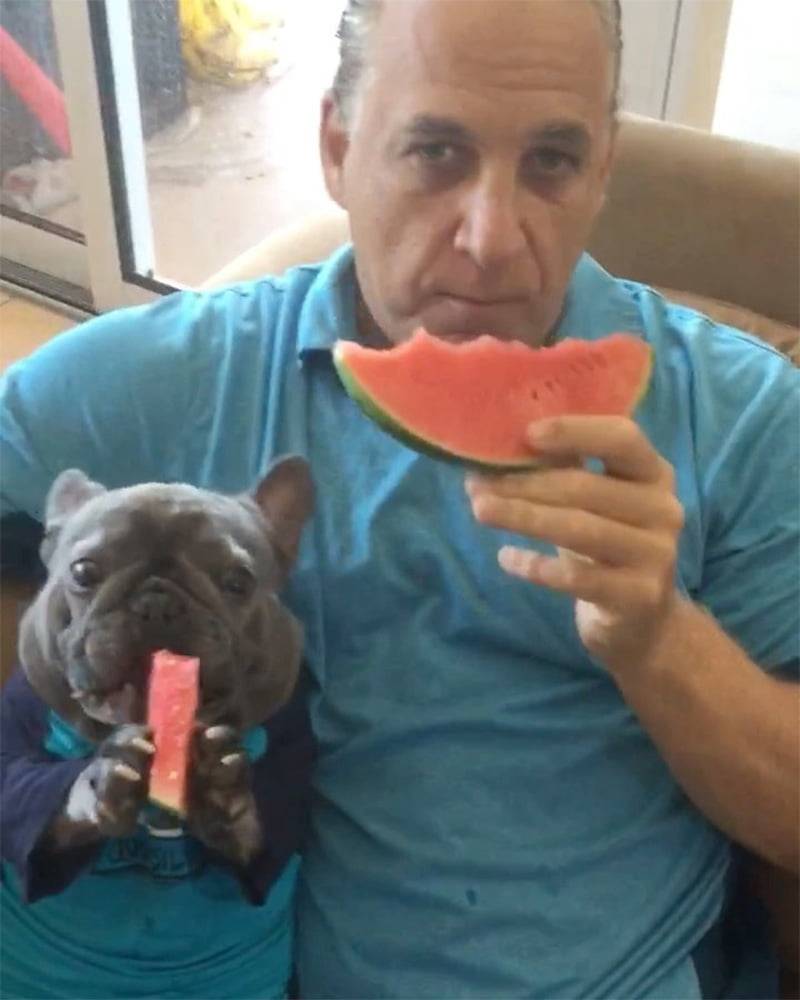 Pequeño bulldog francés adora comer los bocadillos como lo hace papá 15 Perro adora comer sandia