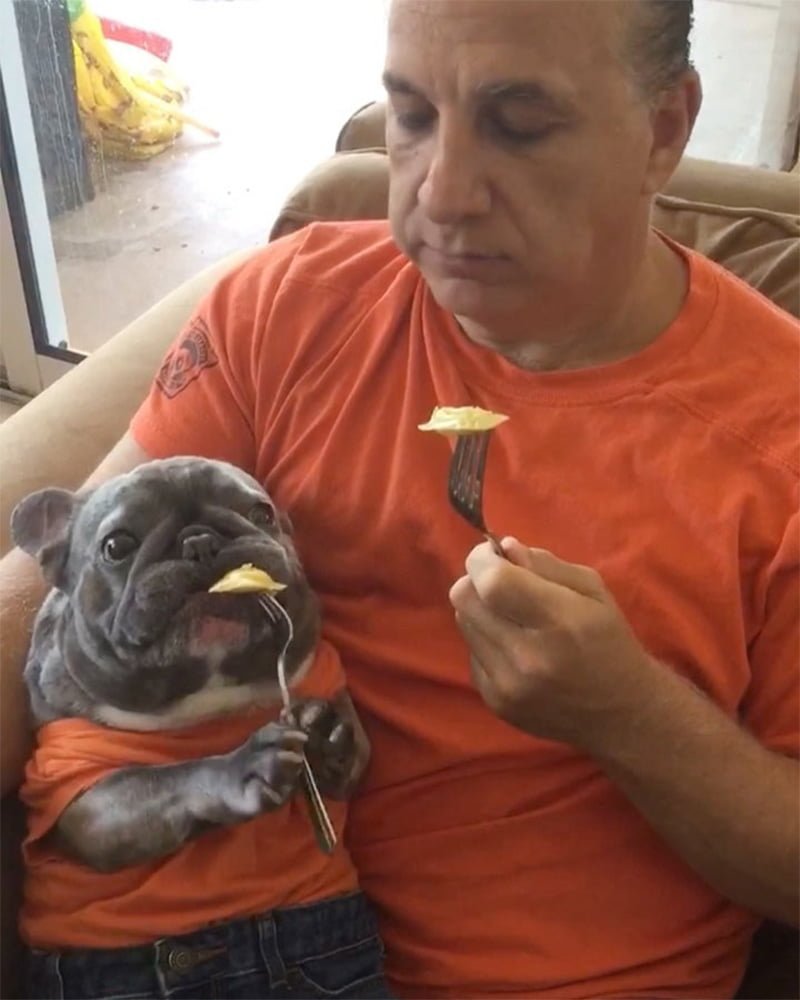 Pequeño bulldog francés adora comer los bocadillos como lo hace papá 12 Perro adora comer