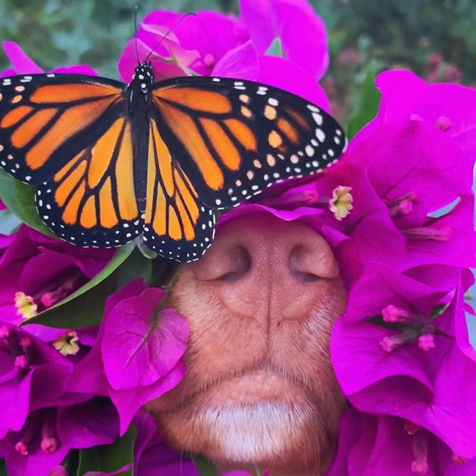 Este gentil perro es amigo de todas las mariposas en su jardín 14 Perro amigo de mariposa