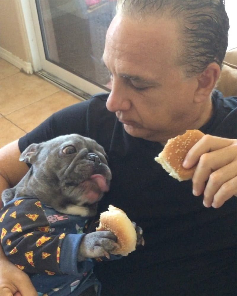 Pequeño bulldog francés adora comer los bocadillos como lo hace papá 14 Perro come bocadillos
