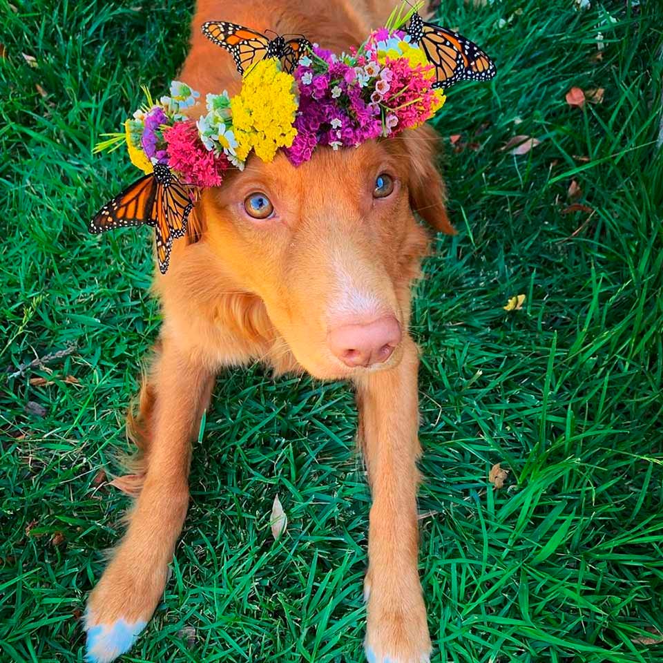 Este gentil perro es amigo de todas las mariposas en su jardín 8 Perro con corona de flores y mariposas