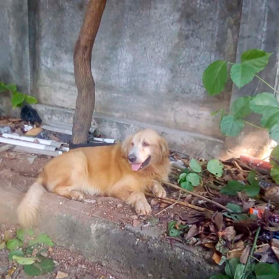 Doctora en Indonesia ha rescatado a más de 1000 perros sin hogar 9 Perro de refugio