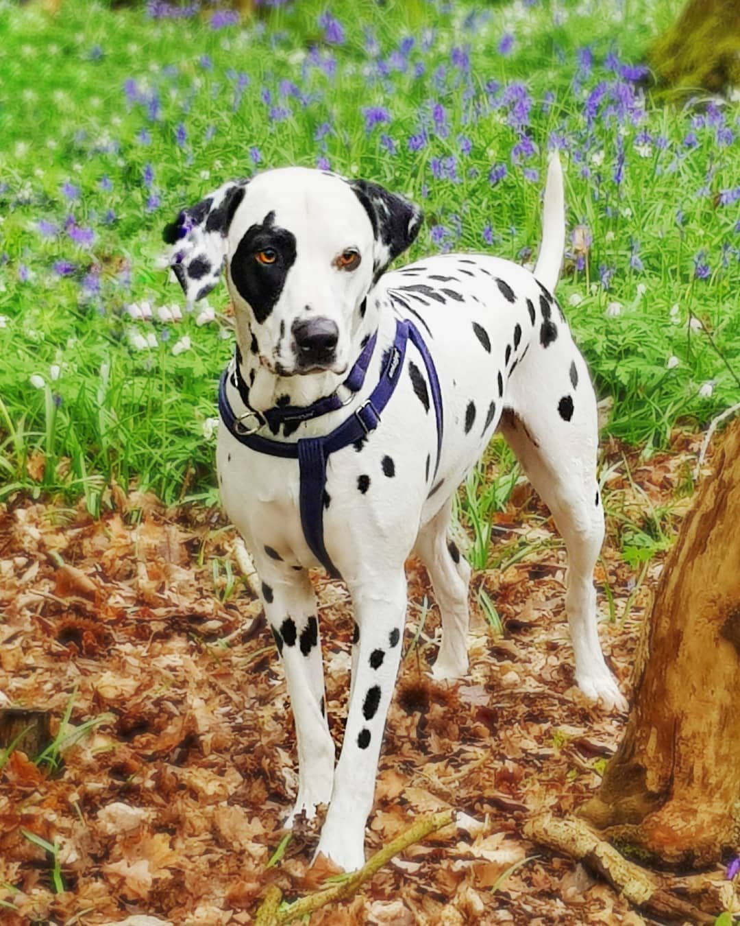 Perro es filmado mientras espera pacientemente a que llegue el hombre del aseo 8 Perro en el bosque