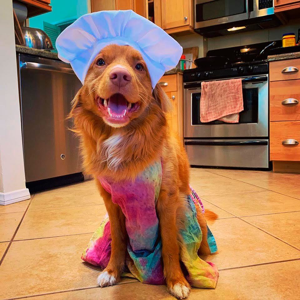 Perro en la cocina Perro en la cocina