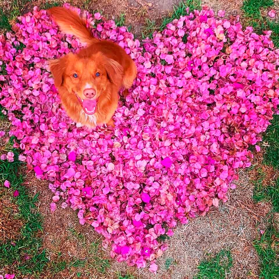 Este gentil perro es amigo de todas las mariposas en su jardín 11 Perro entre flores