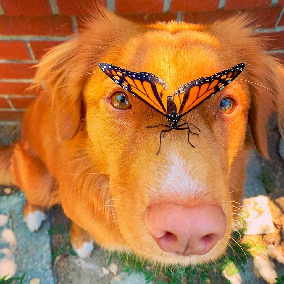 Este gentil perro es amigo de todas las mariposas en su jardín 13 Perro y mariposa