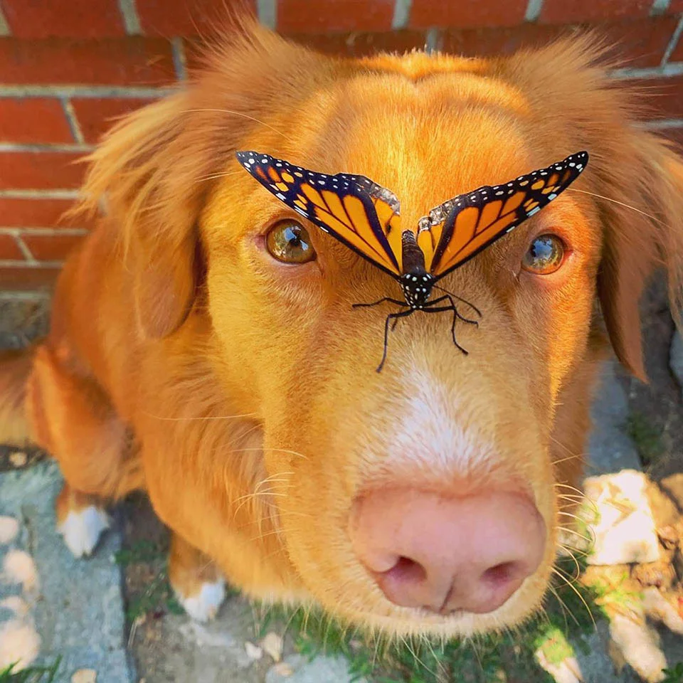 Perro y mariposa