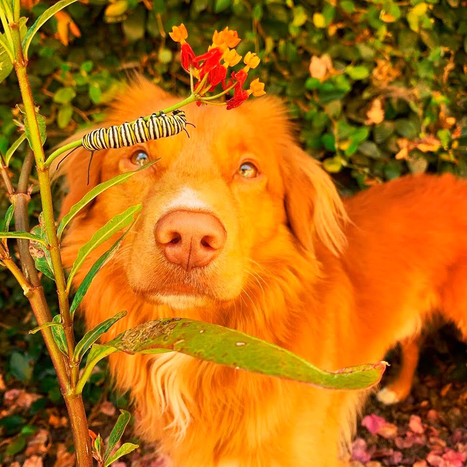 Este gentil perro es amigo de todas las mariposas en su jardín 12 Perro y oruga
