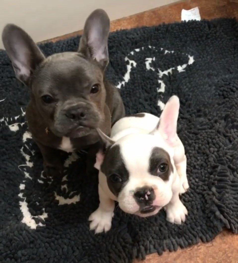 Pequeño bulldog francés con paladar hendido fue rescatado y tiene un hermano como él 12 Perros hermanitos