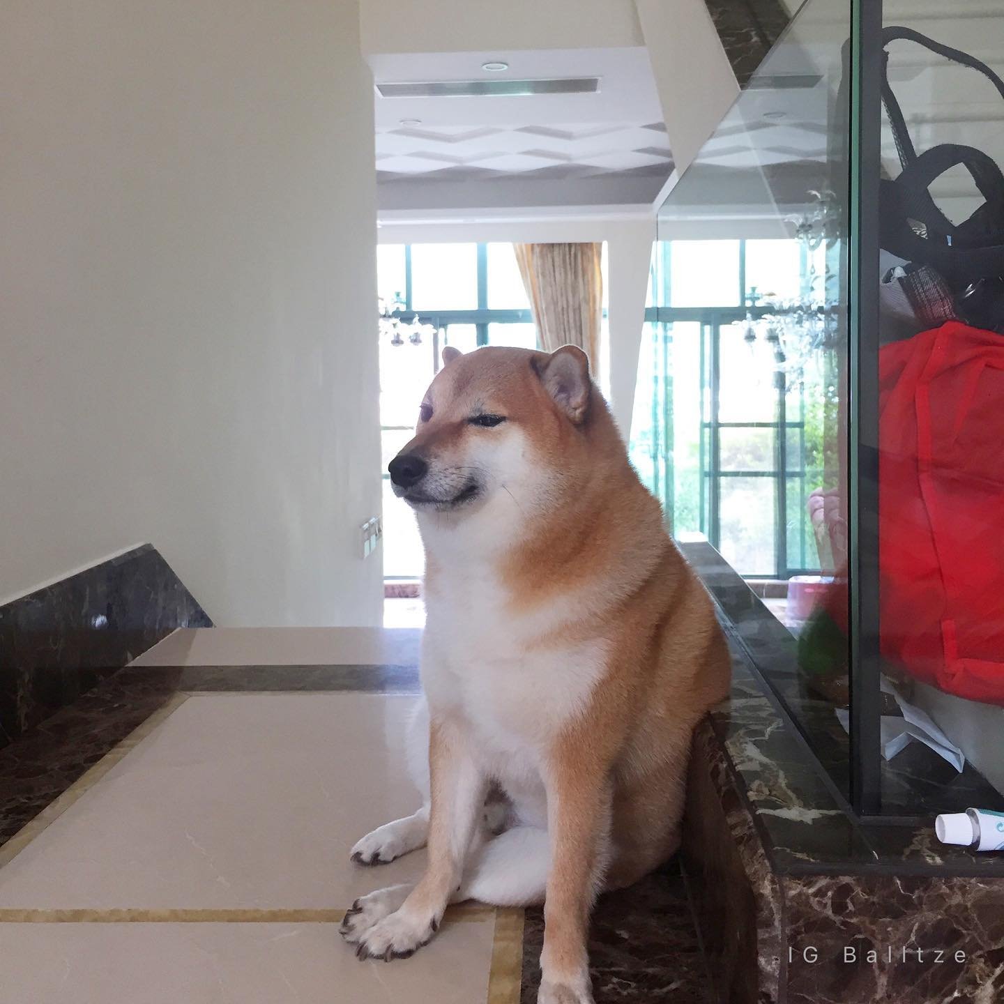 Balltze, el perro Shiba inu estrella de tus memes favoritos 28 Popular Cheems