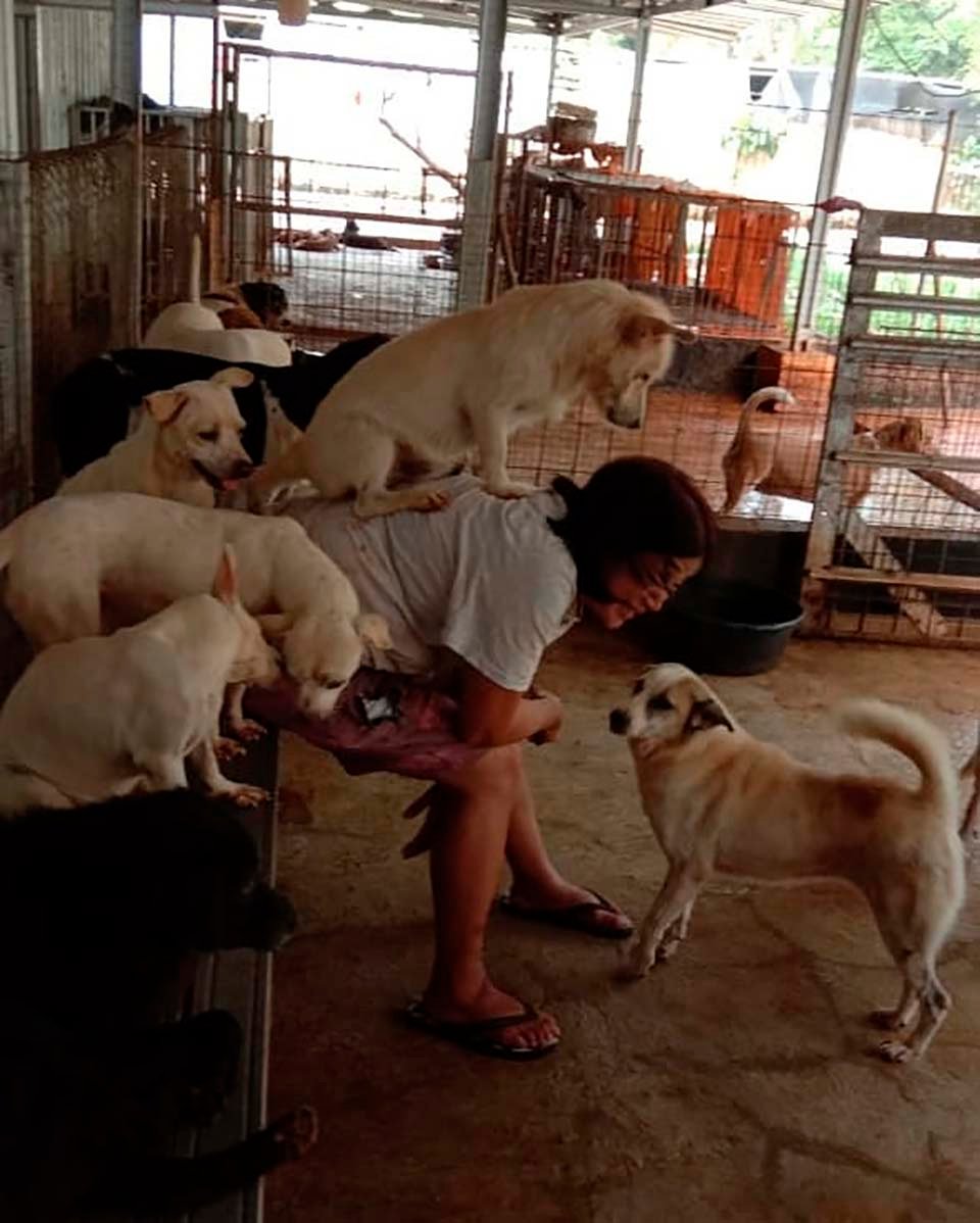 Doctora en Indonesia ha rescatado a más de 1000 perros sin hogar 4 Refugio de mascotas