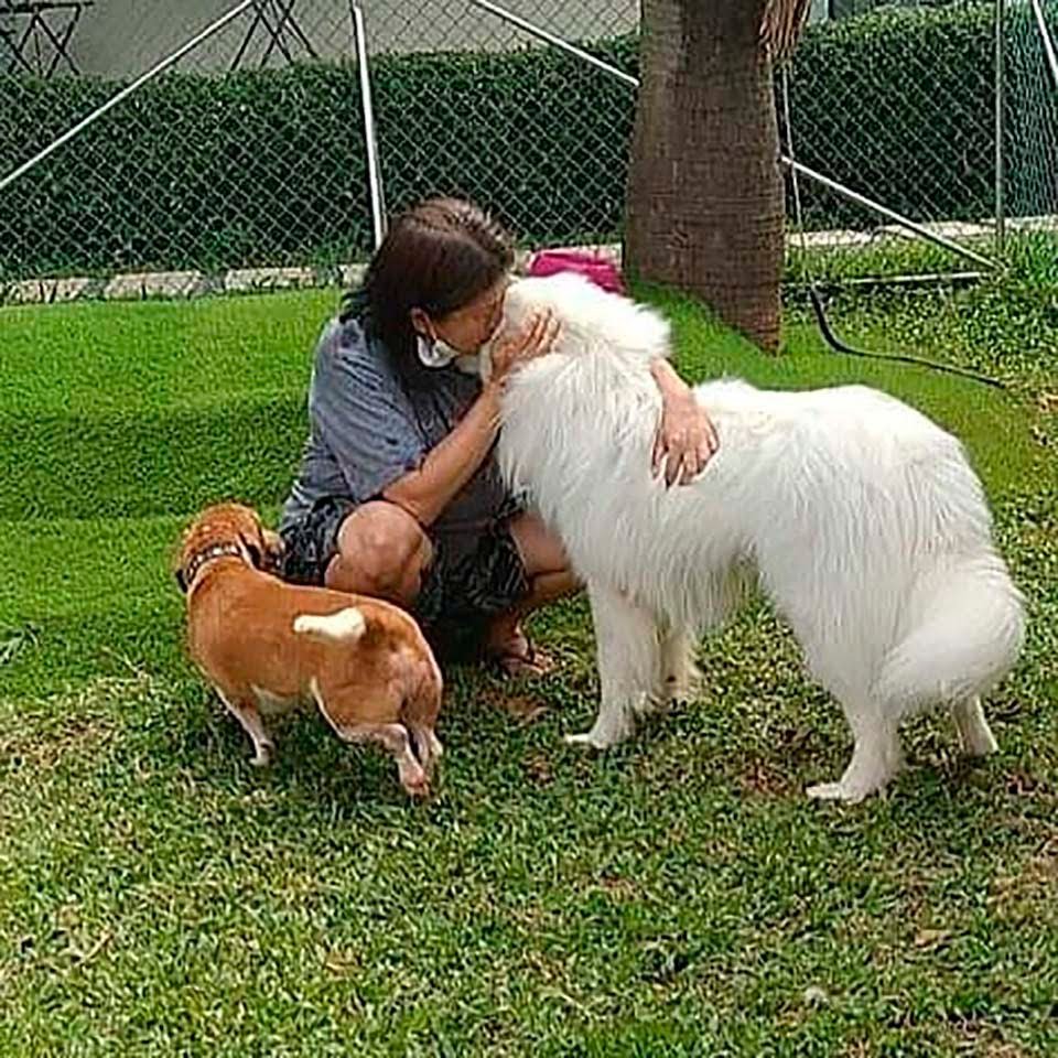 Doctora en Indonesia ha rescatado a más de 1000 perros sin hogar 10 Refugio de perros