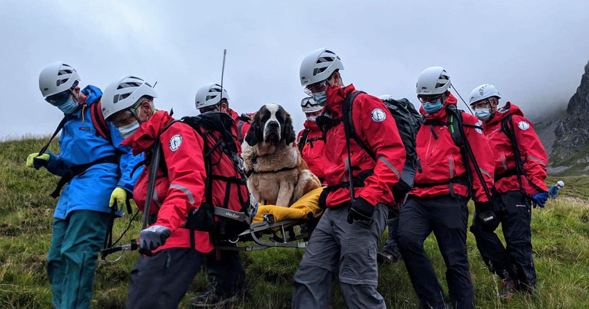 San bernardo fue rescatado de la montaña más alta