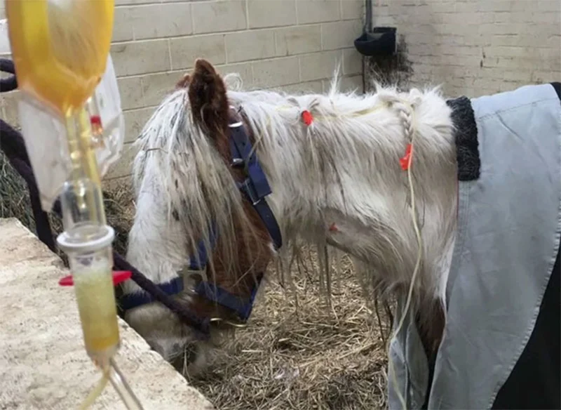 Caballo a punto de morir es cuidado con amor y su transformación es increíble 5 Transfusión de plasma