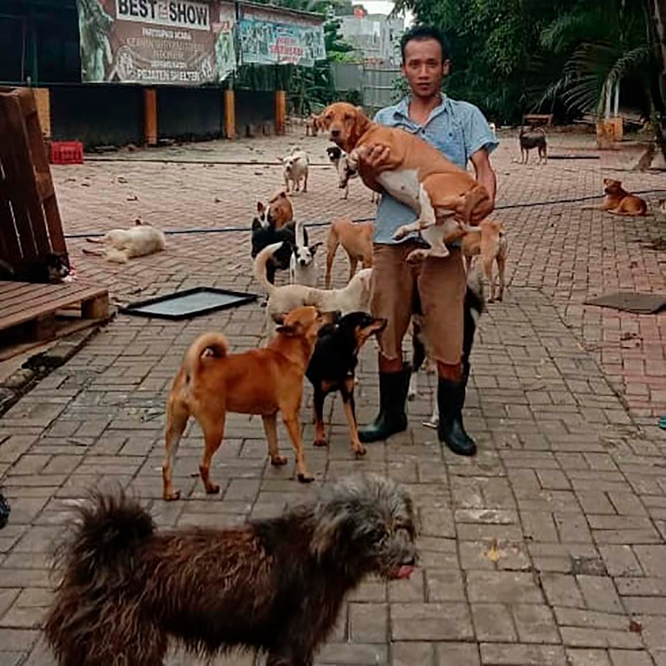 Doctora en Indonesia ha rescatado a más de 1000 perros sin hogar 3 Voluntario refugio