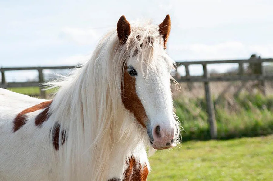 Caballo a punto de morir es cuidado con amor y su transformación es increíble 10 caballo recuperado