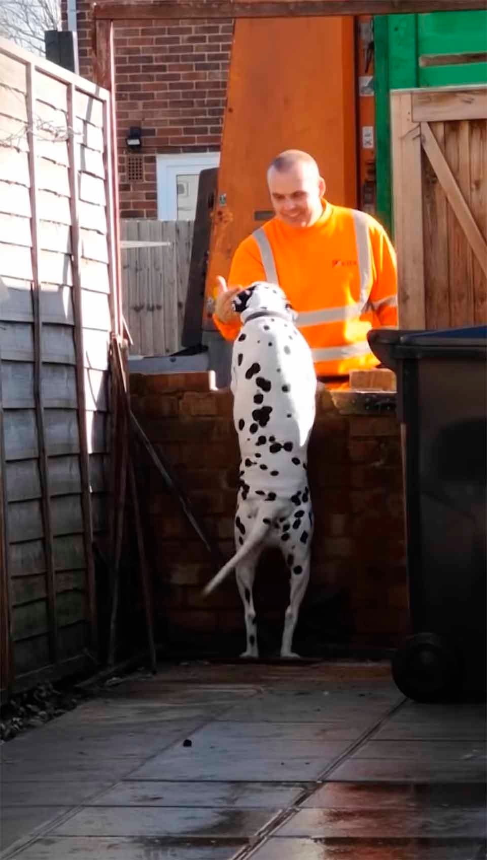Perro es filmado mientras espera pacientemente a que llegue el hombre del aseo 9 perrito tierno
