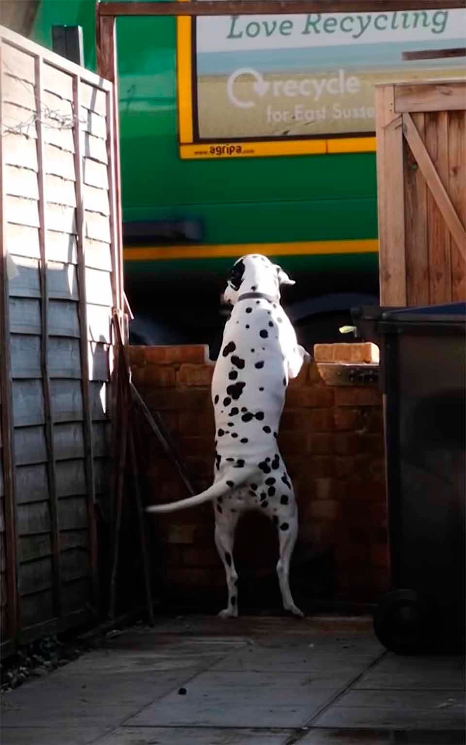 Perro es filmado mientras espera pacientemente a que llegue el hombre del aseo 7 perro espera a sus amigos del aseo