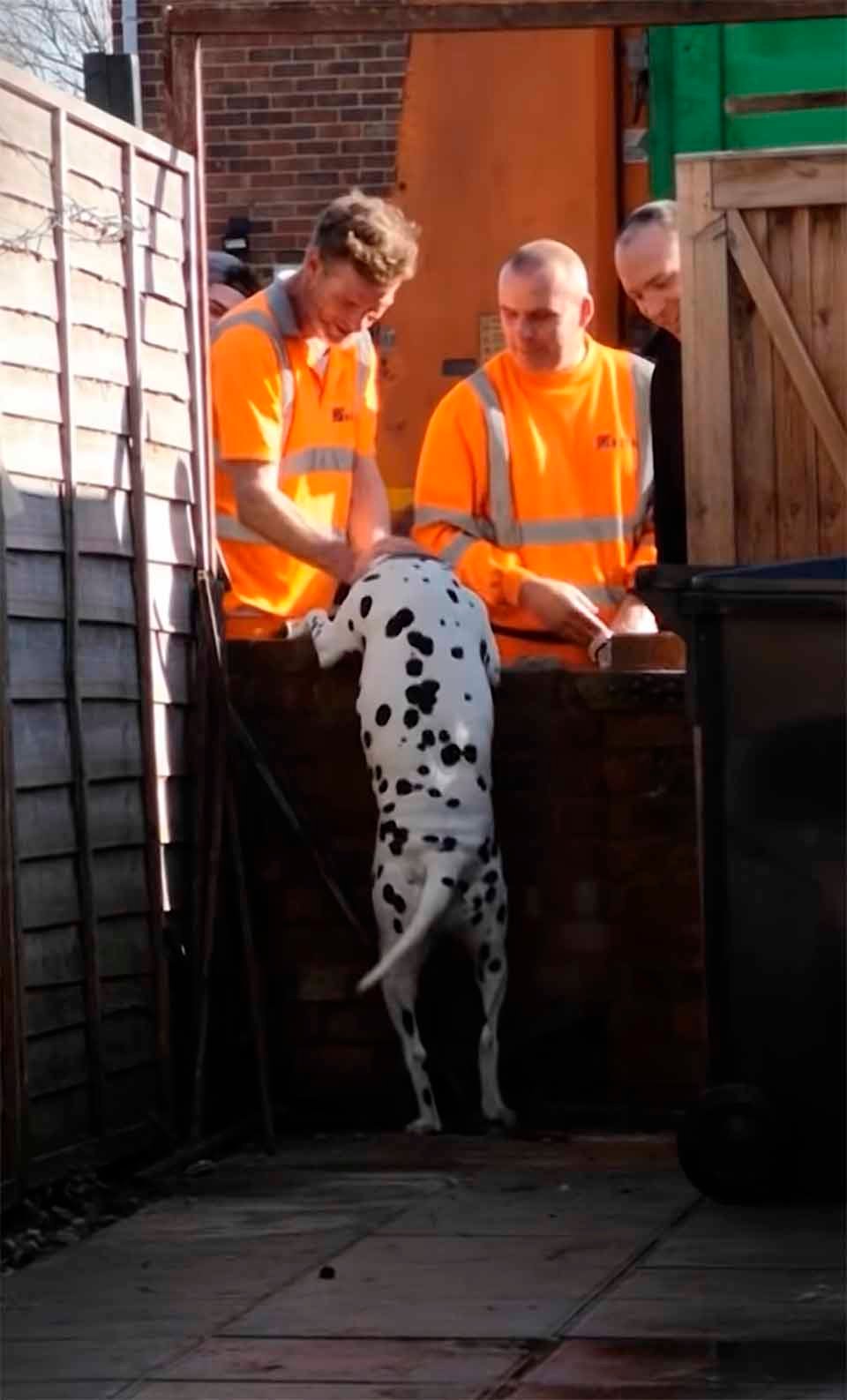 Perro es filmado mientras espera pacientemente a que llegue el hombre del aseo 11 perro y amigos