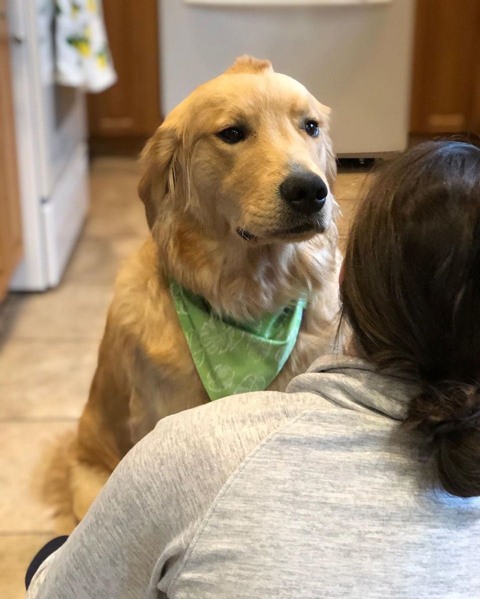 Perrito nace con un pequeño mohawk y todavía lo tiene después de todos estos años 11 Adorable labrador
