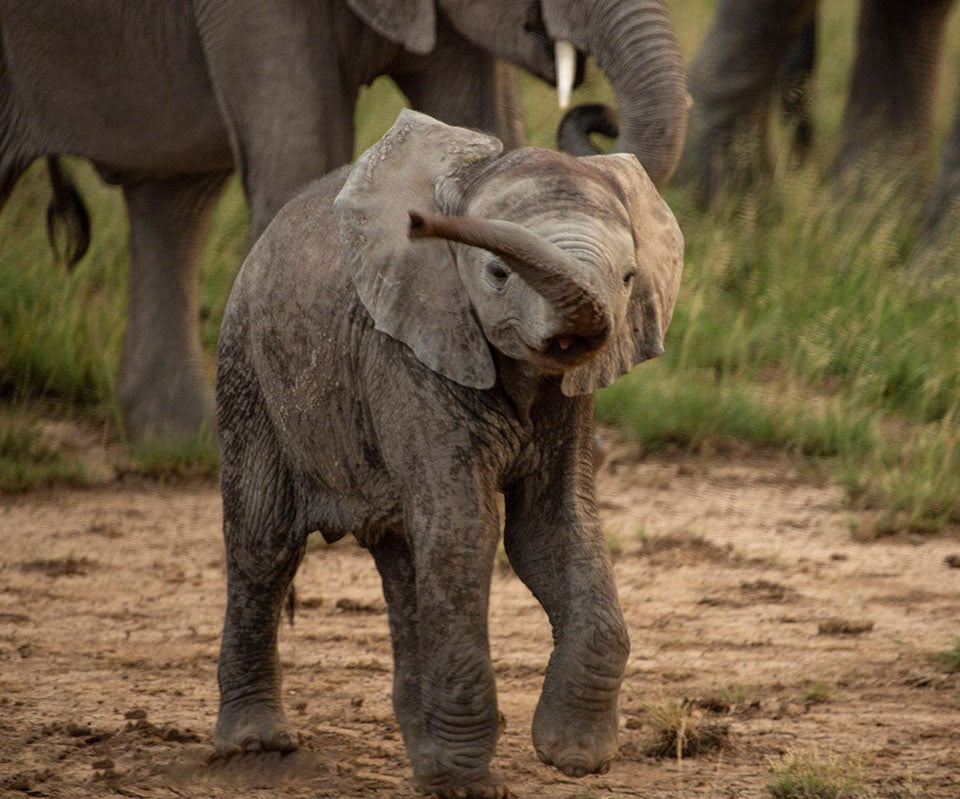 Bebé elefante