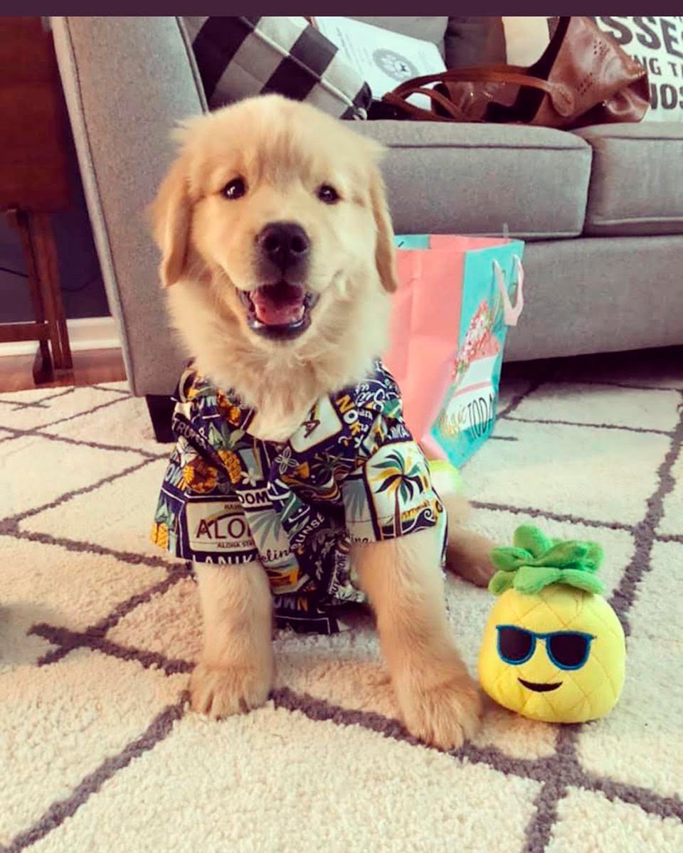 Perrito nace con un pequeño mohawk y todavía lo tiene después de todos estos años 8 Cachorro y camisa hawaiana