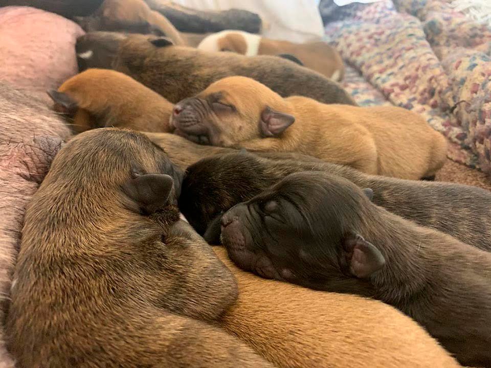 Perrita sin hogar embarazada sorprende a sus rescatistas con 15 adorables cachorros 12 Cachorros durmiendo