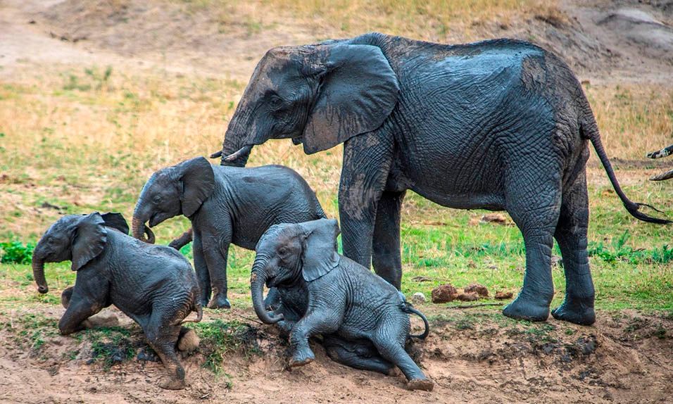 Elefantes protegidos