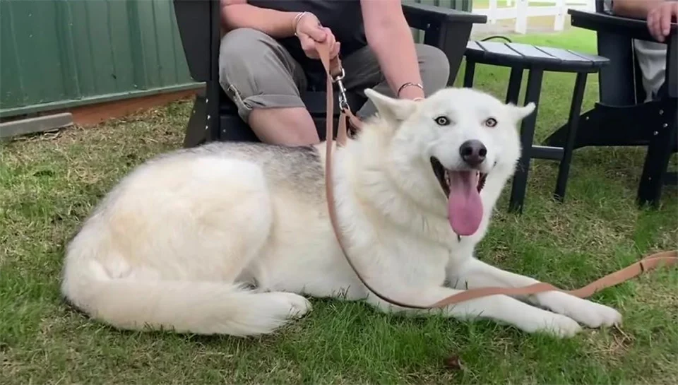 Finn con sus dueños