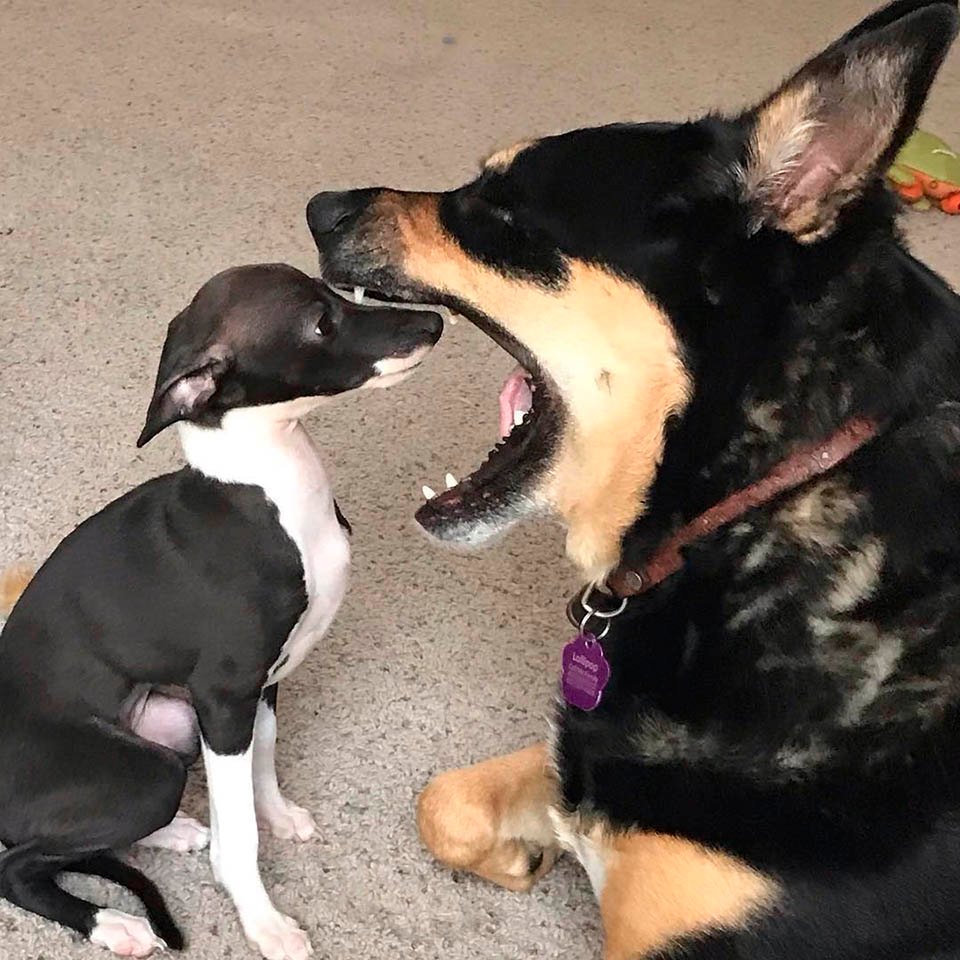 Galgo italiano y amigo