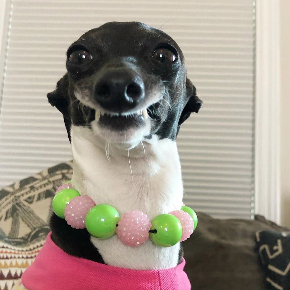 Galgo italiano ayuda a mujer con enfermedad cronica