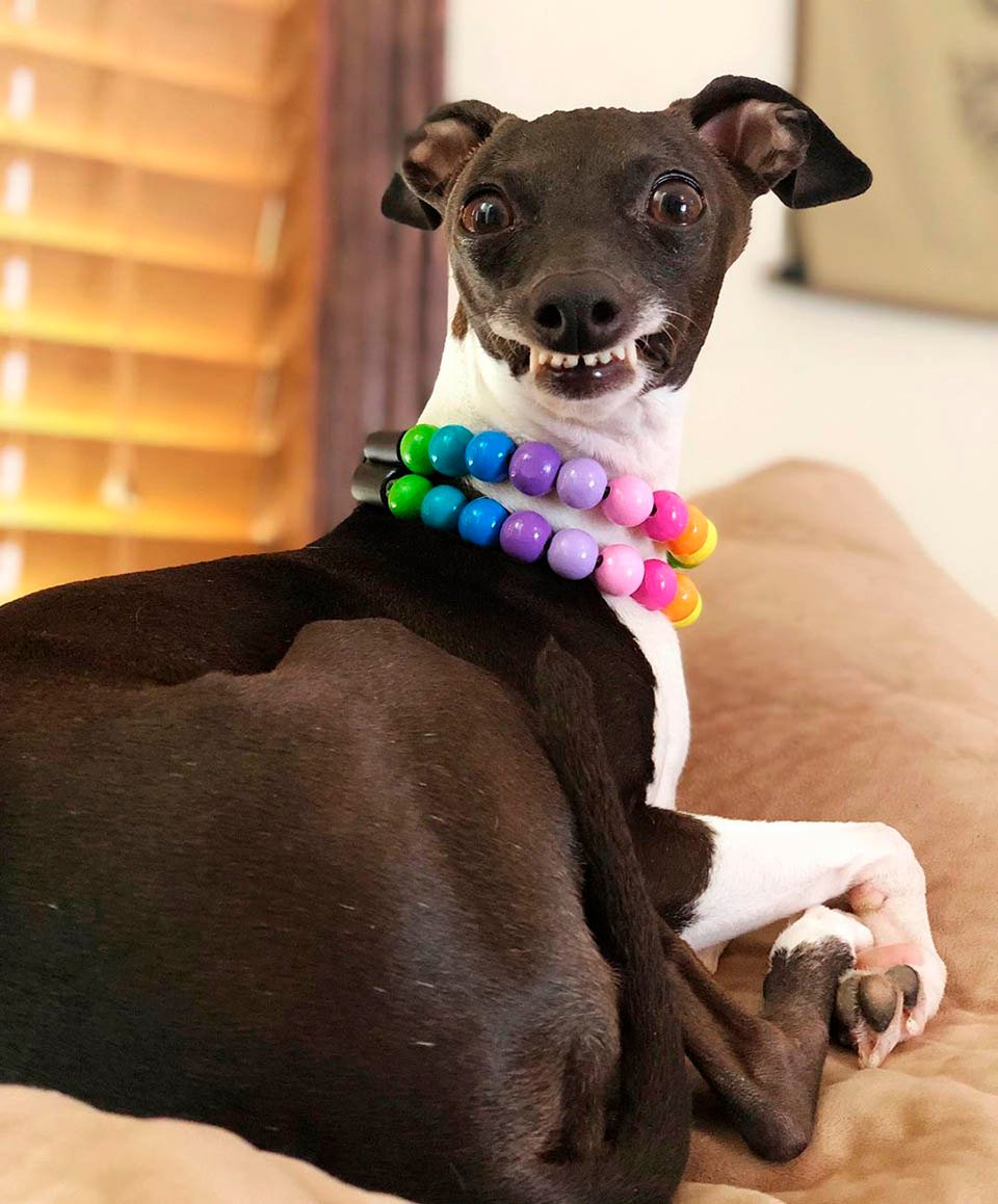 Galgo sonriendo ayuda a mujer con enfermedad cronica