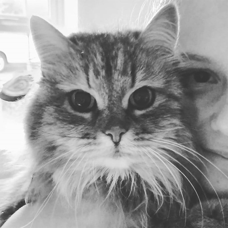 Gato regresa a casa con una nota en su cuello que dice que frecuenta un restaurante 12 Gata y dueña