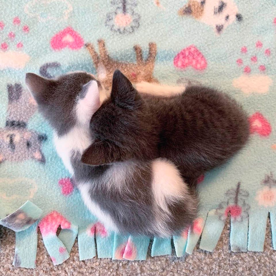 Gatito abraza a su hermano