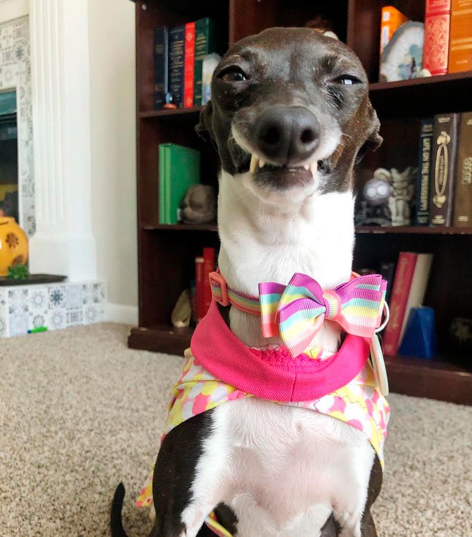 Galgo gracioso