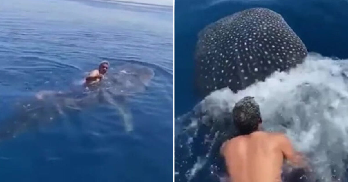 Hombre salta sobre un tiburón ballena