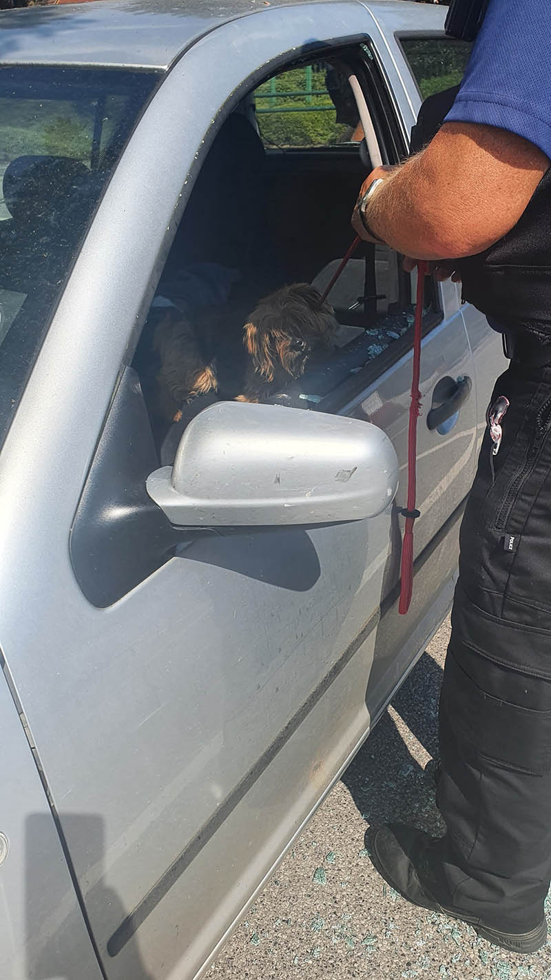 Hombre salva a un perro encerrado en un auto caliente rompiendo la ventana con un hacha 9 Hombre salvó perro