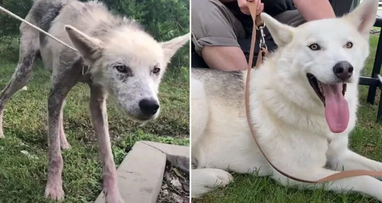 Husky descuidado se transforma asombrosamente después de ser rescatado